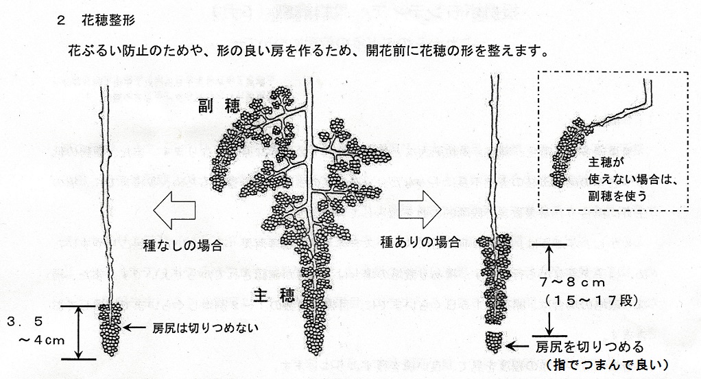 さいたま市援農ボランティア講座／農業研修